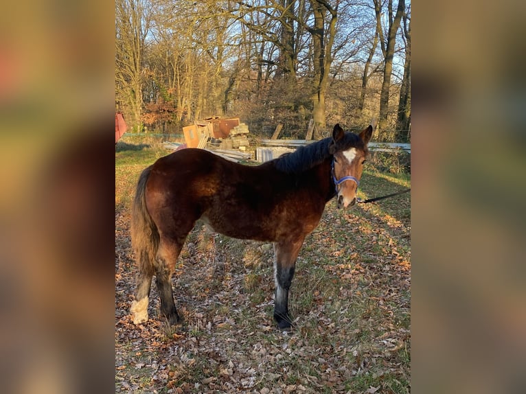 Norico Stallone 1 Anno Morello in Wegberg