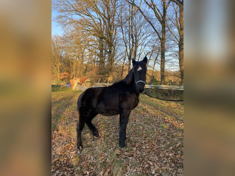 Norico Stallone 1 Anno Morello in Wegberg