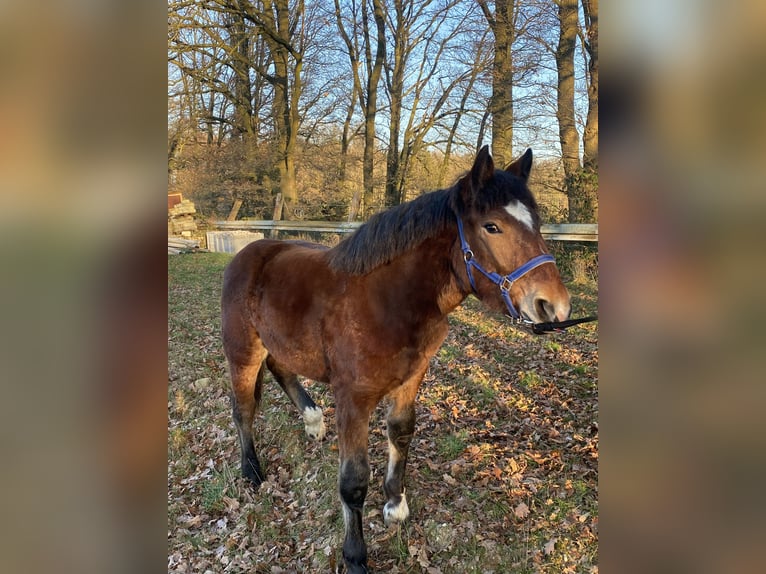 Norico Stallone 1 Anno Morello in Wegberg