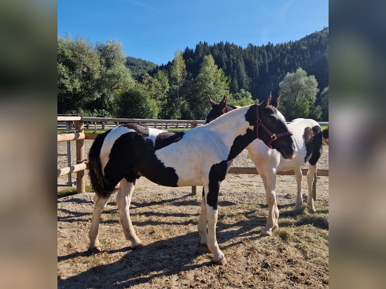 Norico Stallone 2 Anni 150 cm Pezzato in Gummern