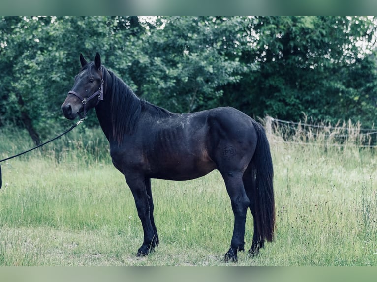 Norico Stallone 2 Anni 158 cm Baio scuro in Kraiburg am Inn