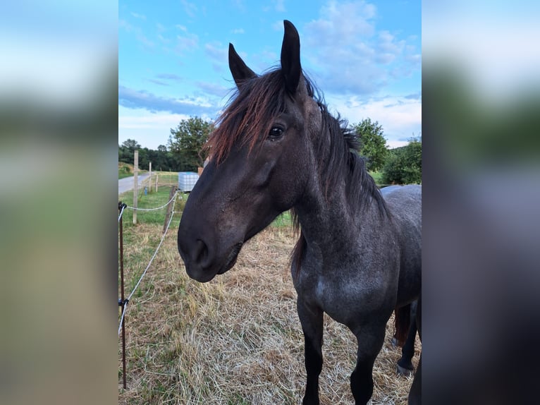 Norico Stallone 2 Anni 160 cm Leardo in Loipersbach im Burgenland