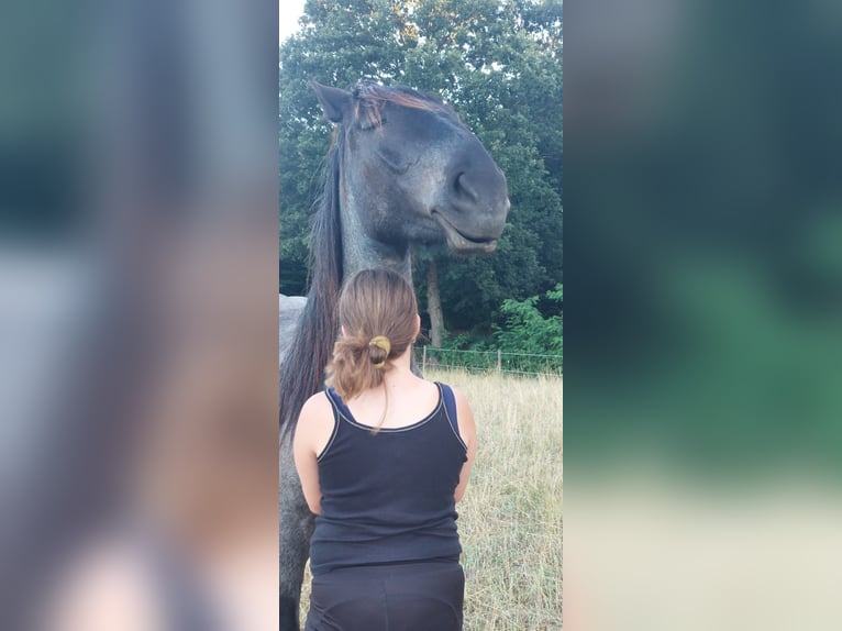 Norico Stallone 2 Anni 160 cm Leardo in Loipersbach im Burgenland