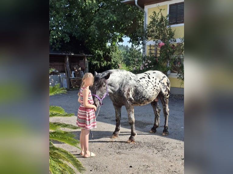 Norico Stallone 2 Anni 160 cm Leopard in Alm