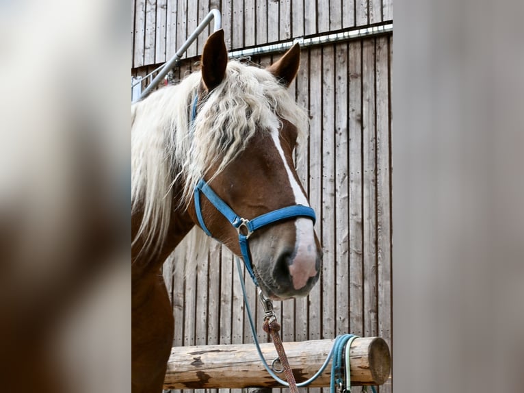 Norico Stallone 2 Anni 160 cm Sauro scuro in KomauKronegg