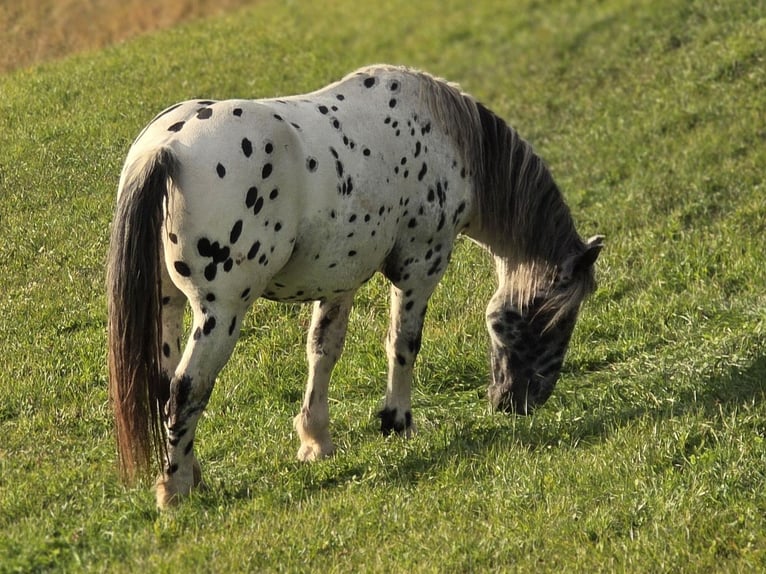 Norico Stallone 2 Anni 164 cm Leopard in Krakaudorf