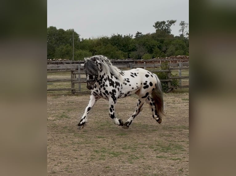 Norico Stallone 3 Anni 150 cm Leopard in Rechnitz