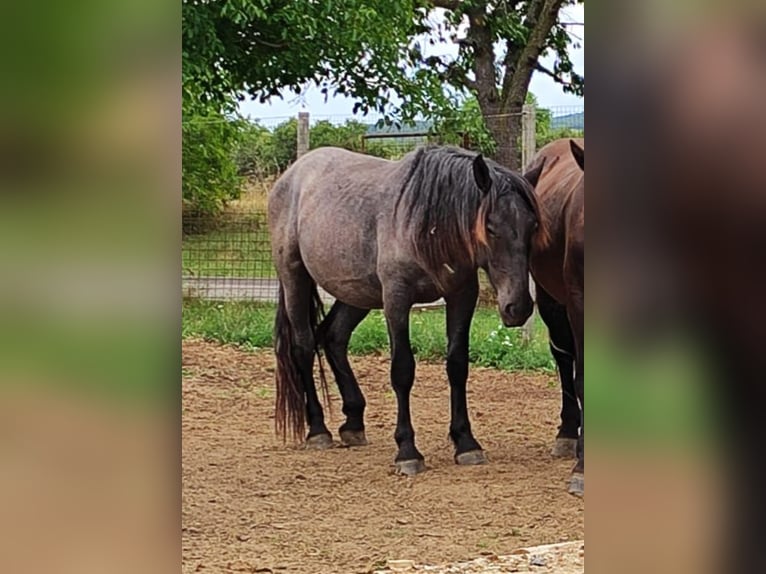 Norico Stallone 3 Anni 160 cm Leardo in Loipersbach im Burgenland
