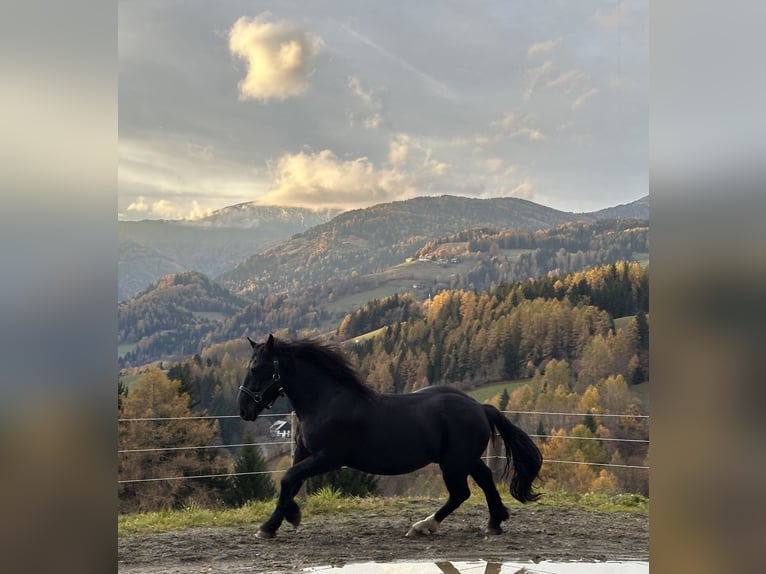 Norico Stallone 3 Anni 160 cm Morello in St.Peter am Kammersberg