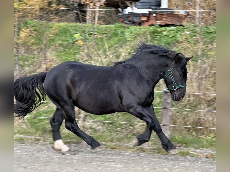 Norico Stallone 3 Anni 160 cm Morello in St.Peter am Kammersberg