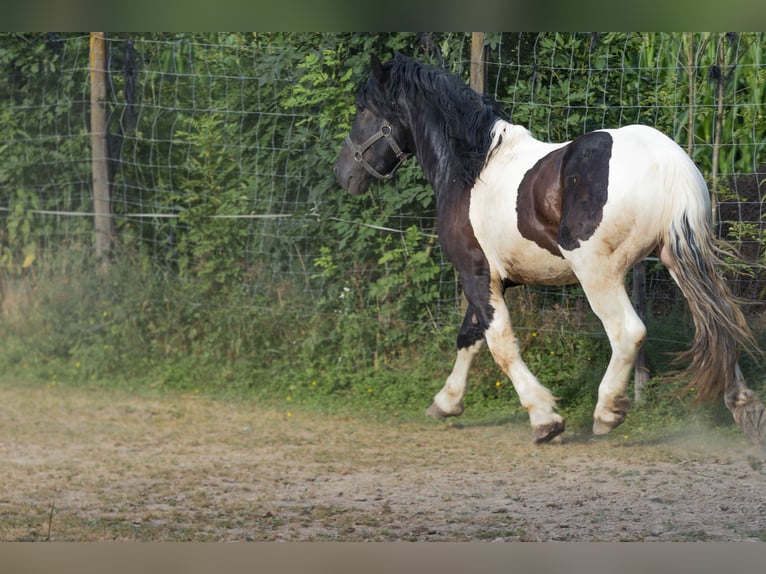 Norico Stallone 3 Anni 160 cm Pezzato in Stallhofen