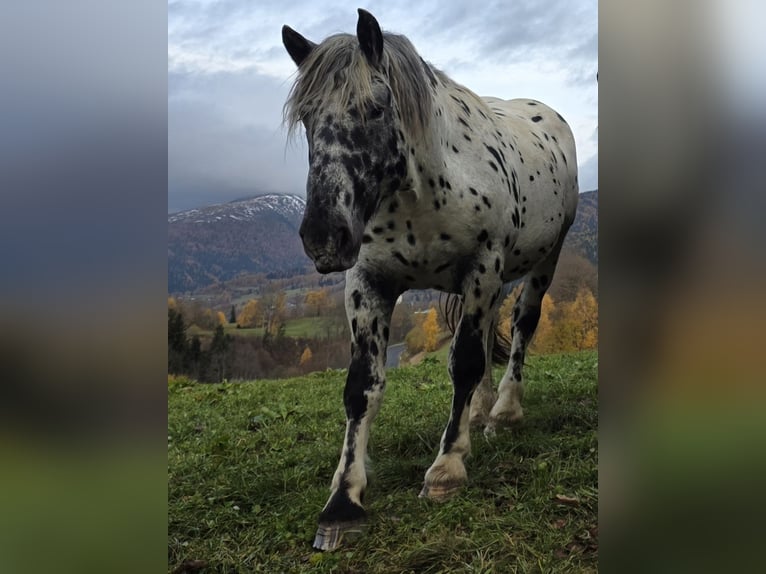 Norico Stallone 3 Anni 163 cm in Krakaudorf