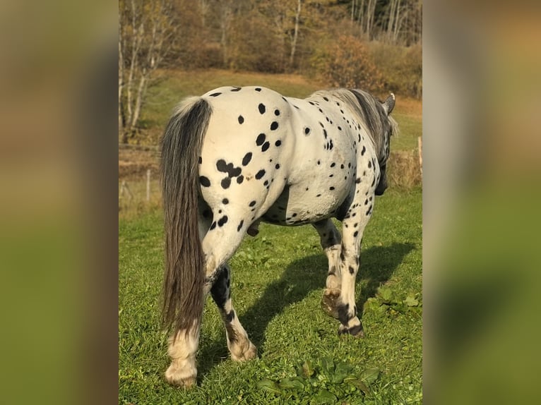 Norico Stallone 3 Anni 163 cm in Krakaudorf