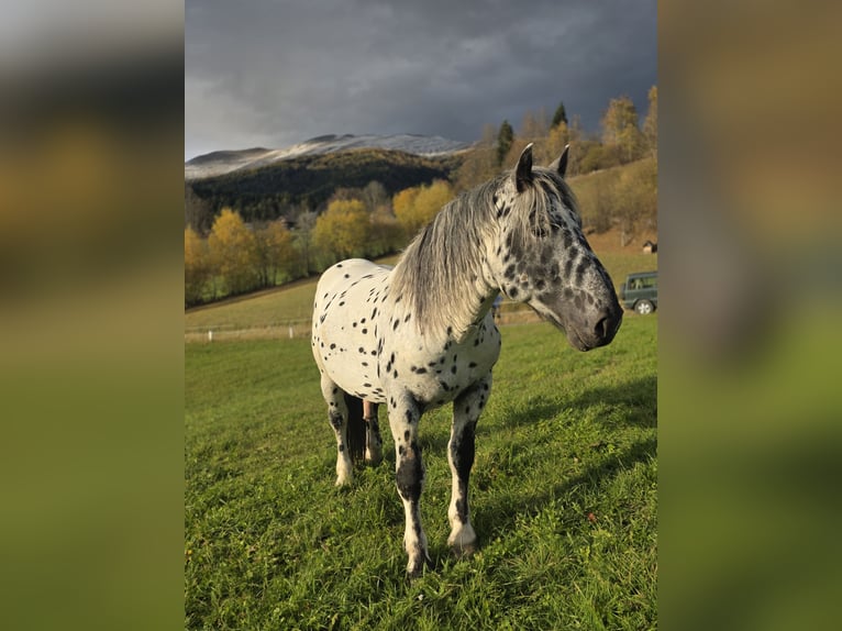Norico Stallone 3 Anni 164 cm Leopard in Krakaudorf