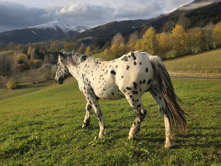 Norico Stallone 3 Anni 164 cm Leopard in Krakaudorf