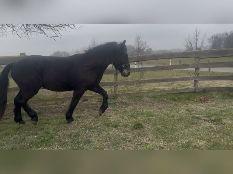 Norico Stallone 4 Anni 165 cm Baio scuro in Schwerin