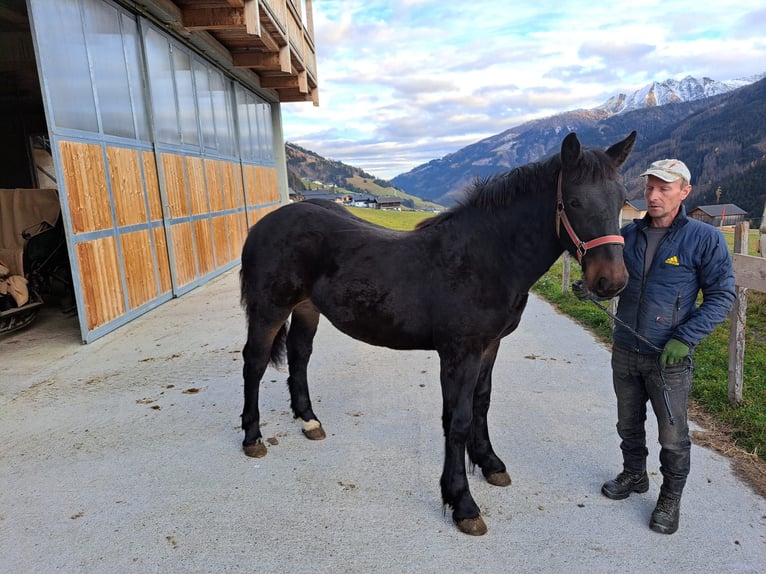 Norico Stallone 4 Anni in Obertilliach