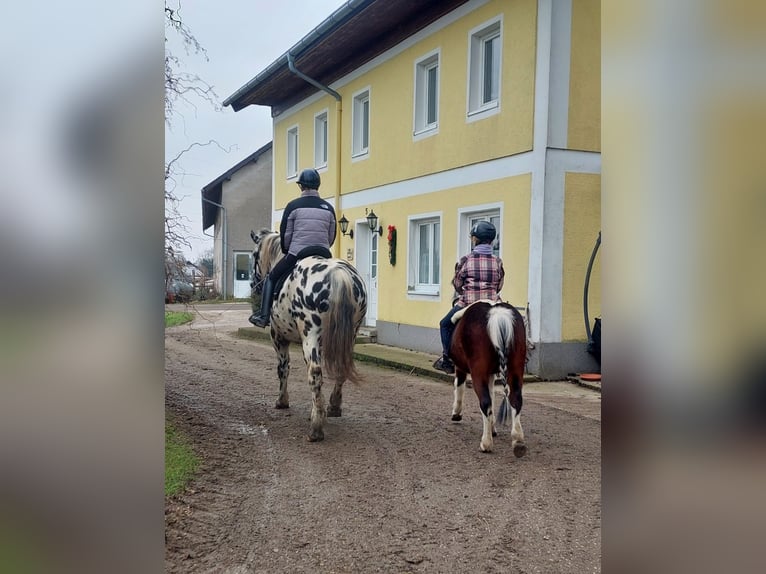 Norico Stallone 5 Anni 162 cm Leopard in Wiesen