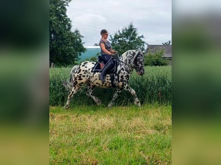 Norico Stallone 5 Anni 162 cm Leopard in Wiesen