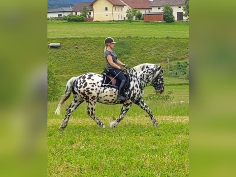 Norico Stallone 5 Anni 162 cm Leopard in Wiesen