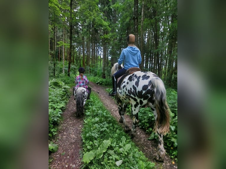 Norico Stallone 5 Anni 162 cm Leopard in Wiesen