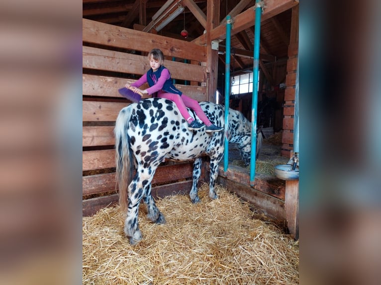 Norico Stallone 5 Anni 163 cm Leopard in Wiesen