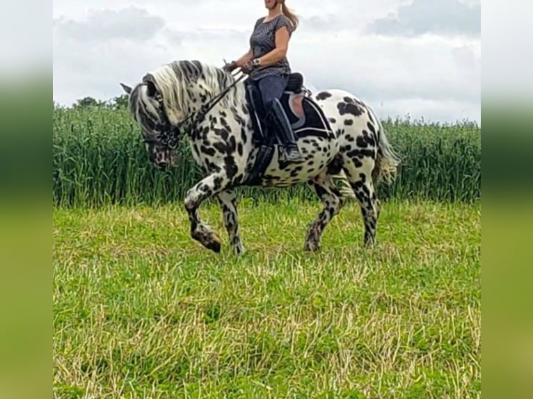 Norico Stallone 5 Anni 163 cm Leopard in Wiesen