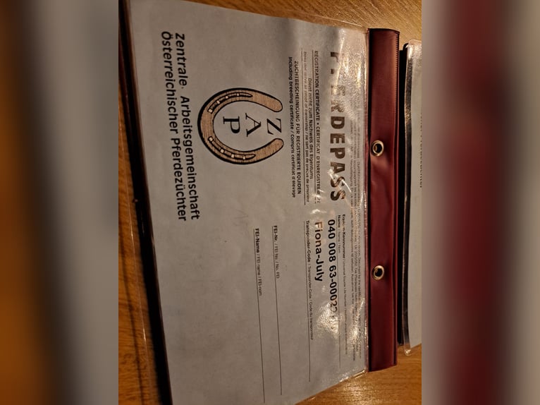 Norico Stallone 9 Anni 160 cm in Obertilliach