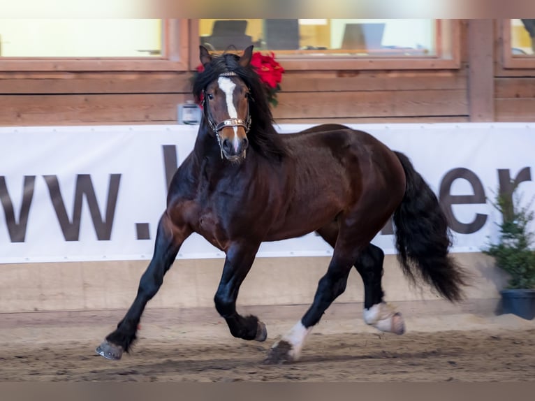 Norico Stallone 9 Anni 165 cm Baio scuro in Bozen/Südtirol
