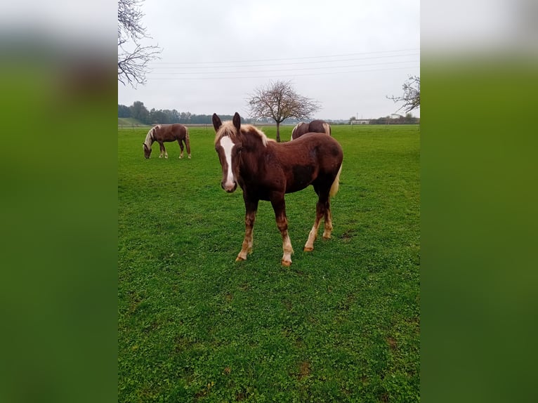 Norico Stallone Puledri (06/2024) 145 cm Sauro scuro in Burgkirchen