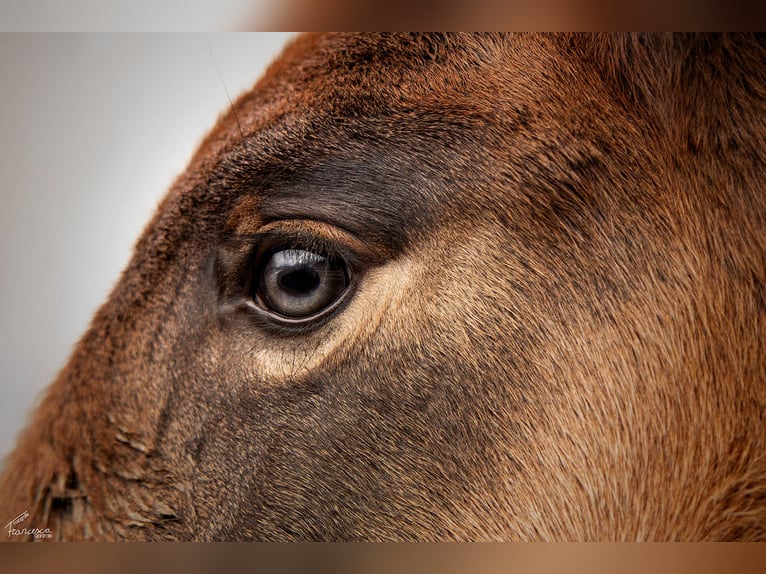 Norico Stallone Puledri (03/2026) Baio scuro in Erlbrücke