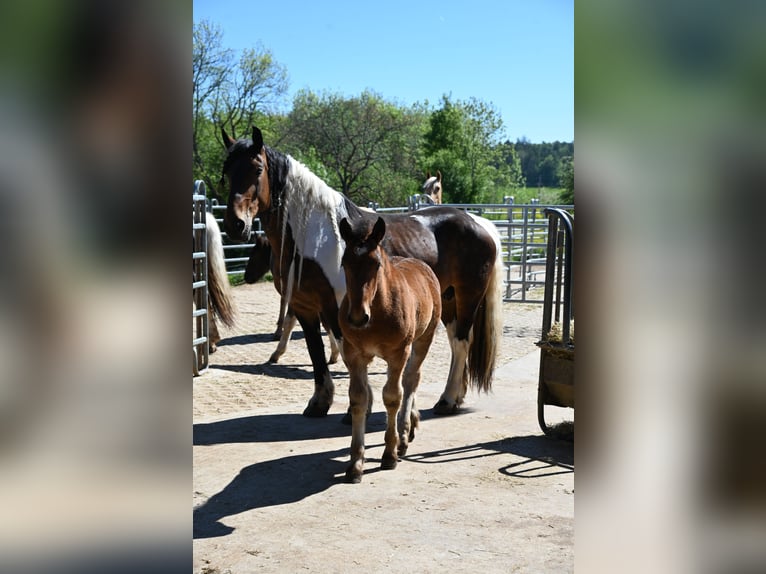 Norico Stallone Puledri (01/2026)  in Klettgau