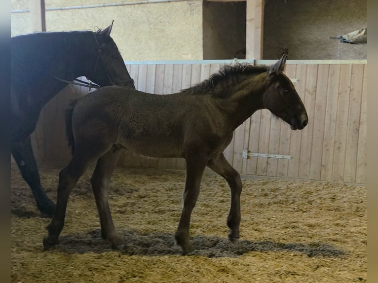 Norico Stallone Puledri (04/2026)  in Klettgau