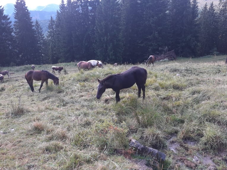 Norico Stallone Puledri (01/2026)  in Oberwang