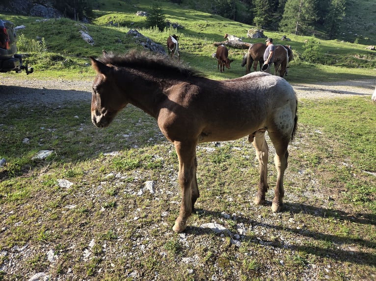 Norico Stallone Puledri (04/2026)  in Radstadt