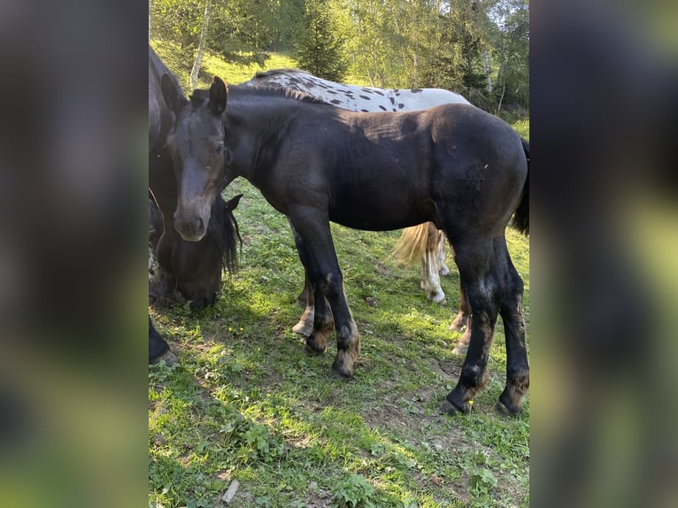 Norico Stallone Puledri (03/2026)  in Wegberg