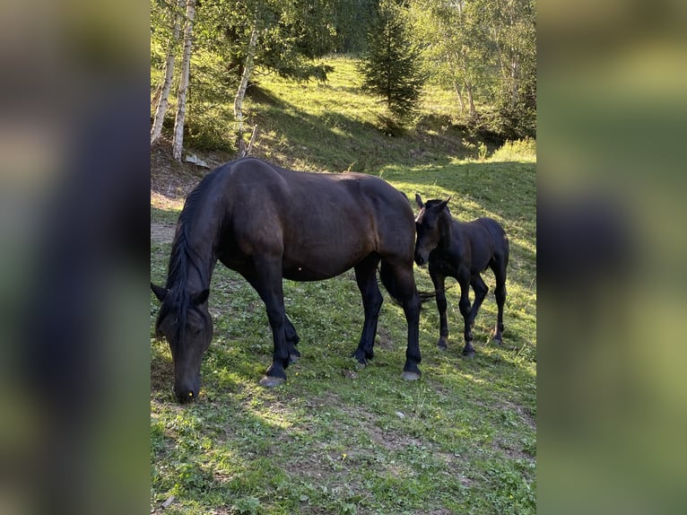 Norico Stallone Puledri (03/2026)  in Wegberg