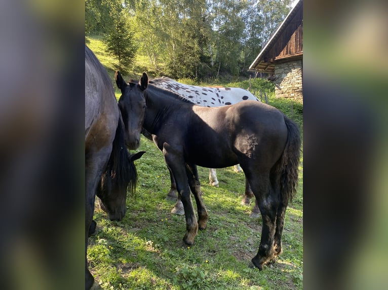 Norico Stallone Puledri (03/2026)  in Wegberg