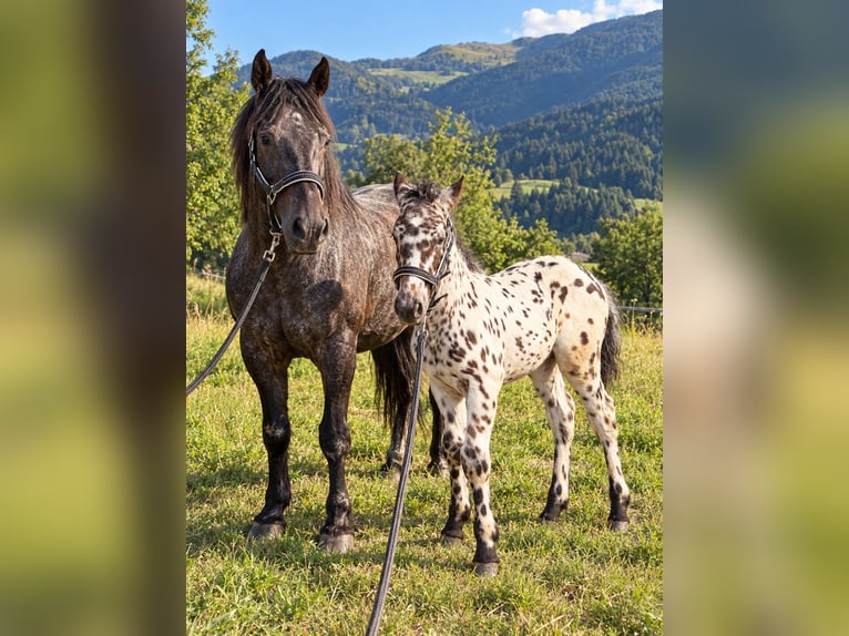 Norico Stallone Puledri (03/2026) Leopard in Sankt Stefan im Gailtal