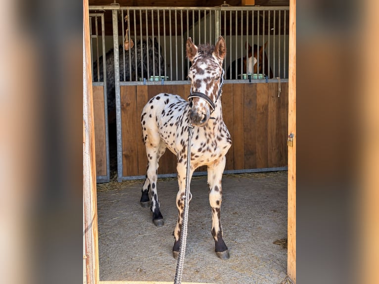 Norico Stallone Puledri (03/2026) Leopard in Sankt Stefan im Gailtal