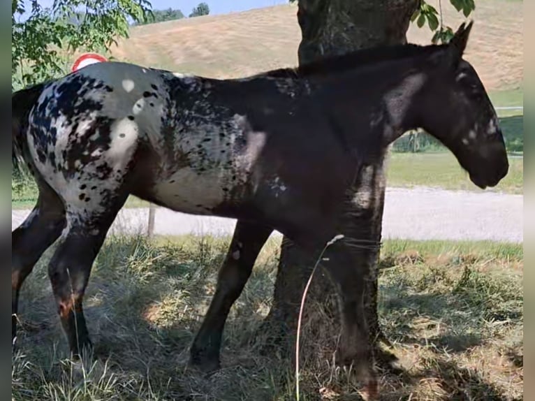 Norico Stallone Puledri (01/2026) Leopard in Feyregg