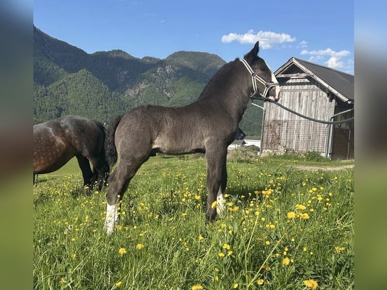 Norico Stallone Puledri (01/2026) Morello in AhornBad Ischl