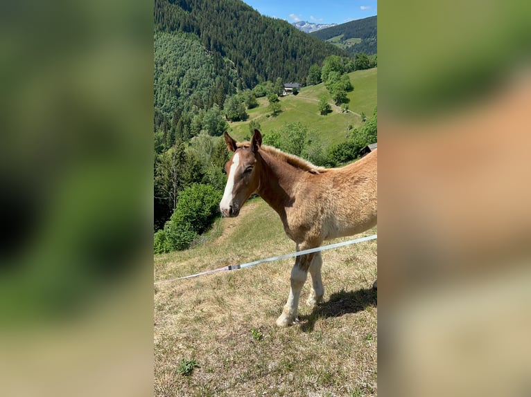 Norico Stallone Puledri (03/2026) Sauro in Kanzelhöhe