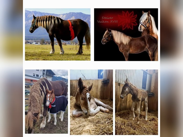 Norico Stallone  Sauro scuro in St Leonhard