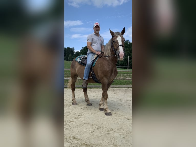Nórico Yegua 11 años 155 cm Alazán in Pramhöf
