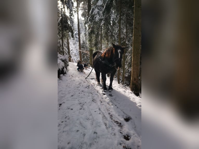 Nórico Yegua 11 años 159 cm Negro in Wasen im Emmental