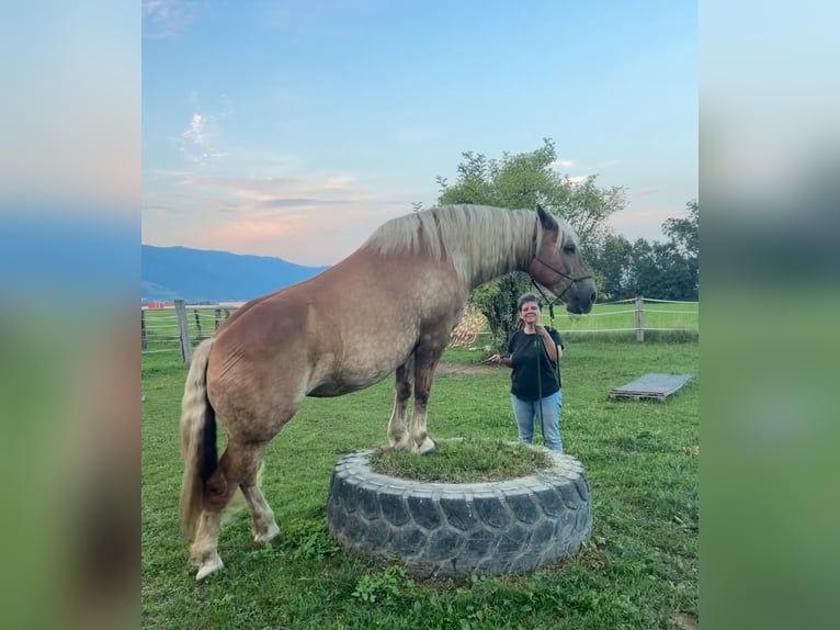 Nórico Yegua 12 años 158 cm Alazán in Judenburg