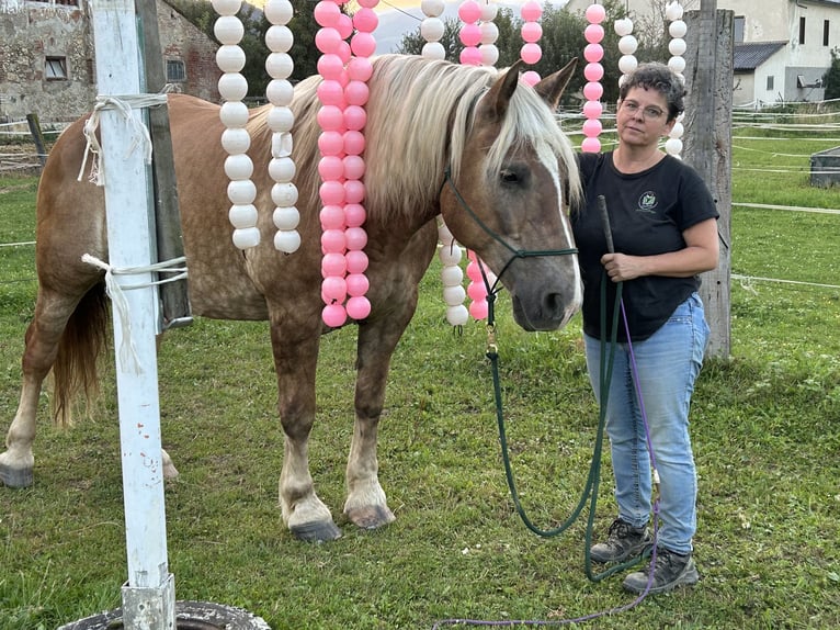 Nórico Yegua 12 años 158 cm Alazán in Judenburg