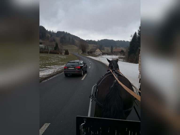 Nórico Yegua 12 años 159 cm Negro in Wasen im Emmental
