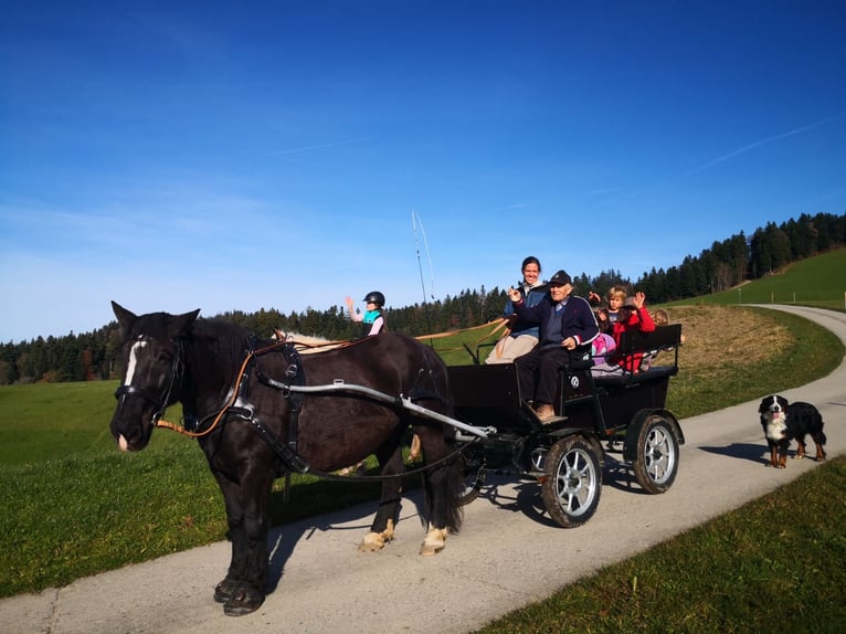 Nórico Yegua 12 años 159 cm Negro in Wasen im Emmental